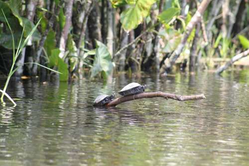 Turtles Amazon River Ecuador Landscape Nature