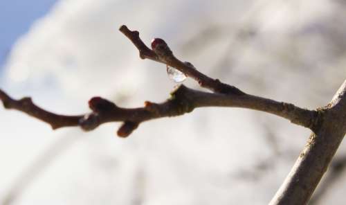 Twig Snow Drop