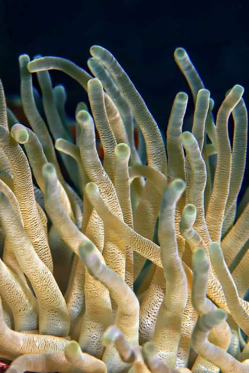Underwater Plant Coral Ocean Sea Close-Up Nature