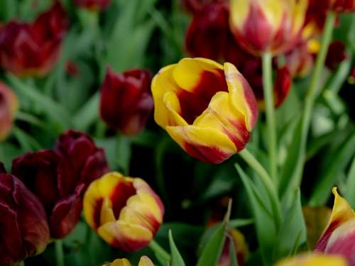 United Tu-Lip Flower Beautiful Flowers Dutch Flowers