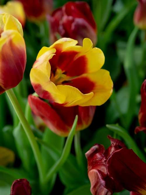 United Tu-Lip Flower Beautiful Flowers Dutch Flowers