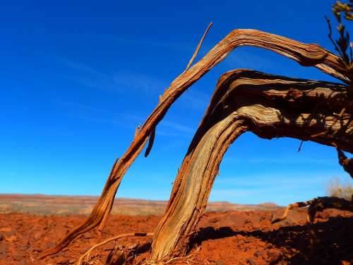 Utah Desert Root Barren Limb Landscape Branch