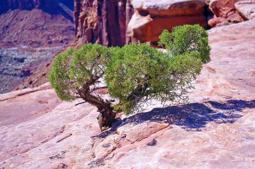 Utah Juniper On The Edge Juniper Gnarled Canyonlands