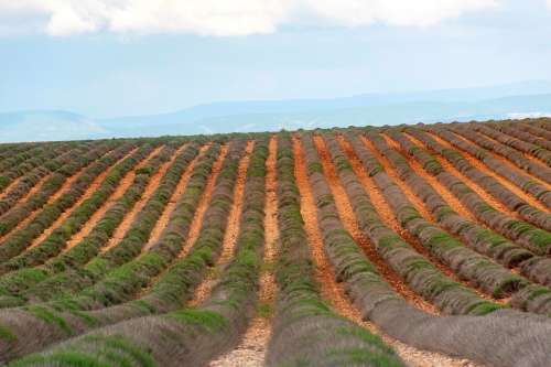 Valensole Lavender Field Barren Agriculture