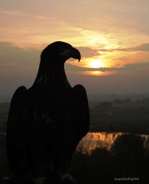 Valk Bird Sun Sunset Bird Of Prey Nature Birds