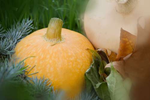 Vegetables Pumpkin Orange Food Fall Halloween