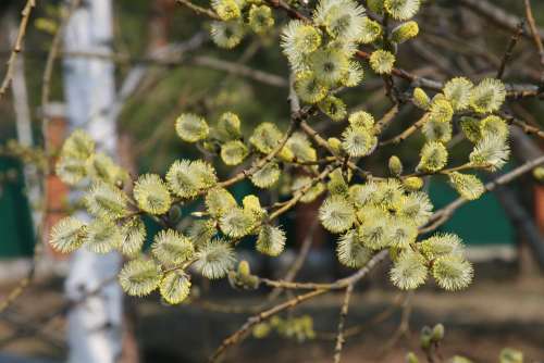 Verba Branch Bloom Flower
