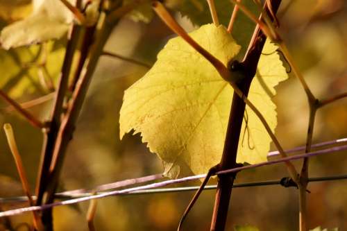 Vine Leaf Autumn Yellow Golden Autumn Wine