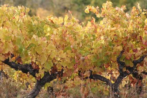 Vines Nature Vine Leaves Grapes