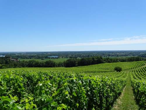 Vineyard Grapes Wine Vine Druivenstok Landscape