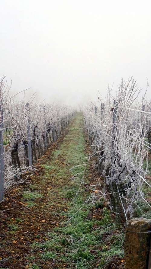Vineyard Winter Wintry Frozen