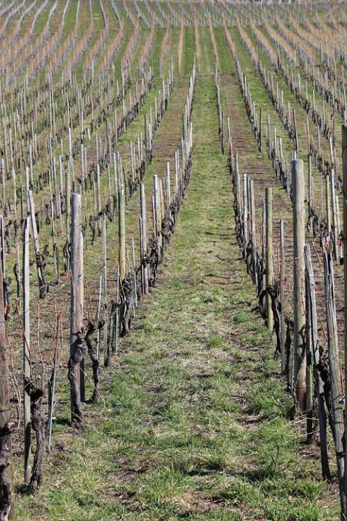 Vineyard Winter Nature Landscape