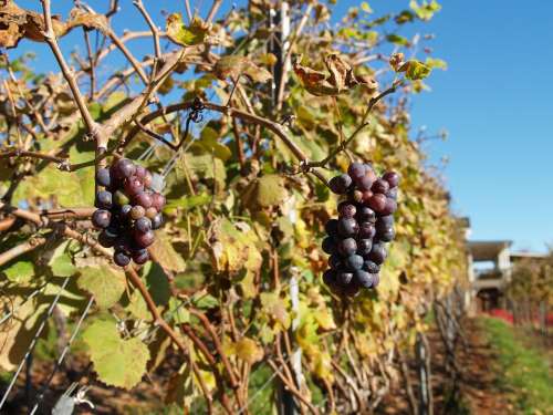Vineyard Wine Agriculture Food Harvest Fruit