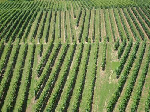 Vineyards Winegrowing Nature Landscape Wine