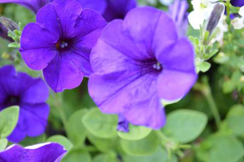 Violet Purple Amethyst Sleep Flowers Lavender