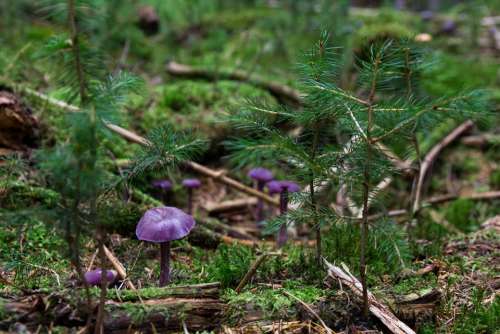 Violet Laccaria Mushroom Amethyst Blue Laccaria