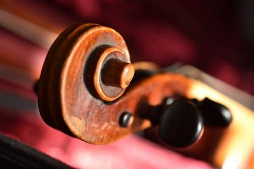 Violin Snail Violin Worm Wood Brown