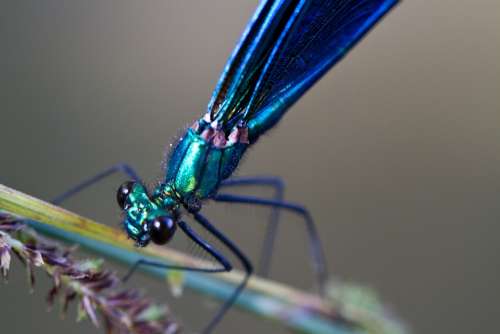 Virgin Insect Blue Beautiful Color Dragonfly