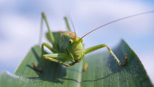 Viridissima Grasshopper Macro Close Up Green