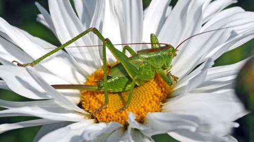 Viridissima Insect Green Marguerite Grasshopper