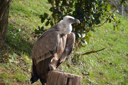 Vulture Scavenger Griffon Bird Predator
