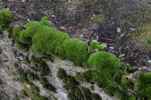 Wall Moss Green Stone