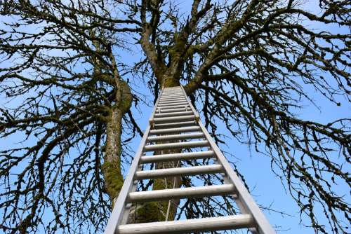 Wallpaper Ladder Climb Tree