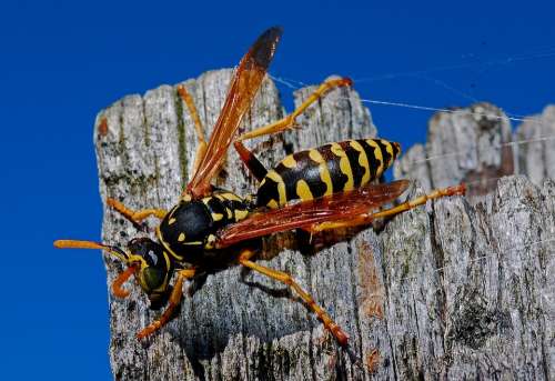 Wasp Macro Insect Nature Arthropod Biology Animal