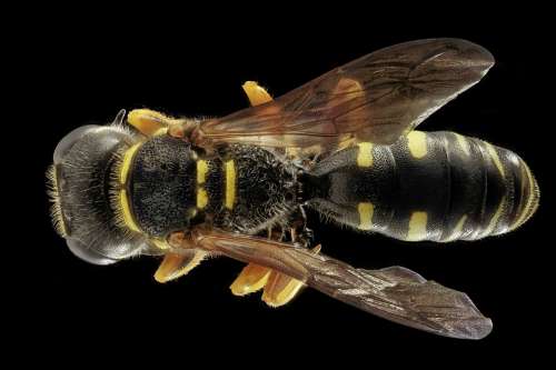 Wasp Nature Insect Macro Close Up Stinger Wing