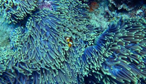Water Corals Underwater Clear Water Clown Fish