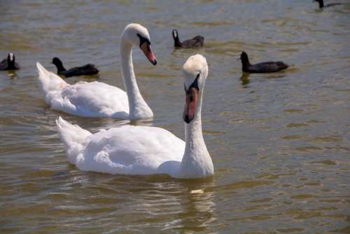 Water Birds Swan