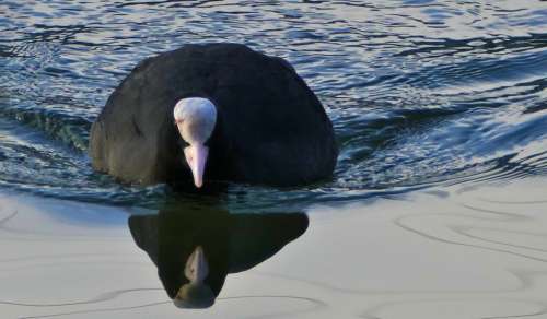 Water Water Bird Coot River Light Mirroring Wave