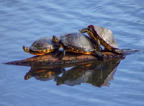 Water Animals Lake Creature