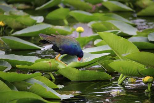 Water Bird Lily Pads Bird Water Pond Everglades