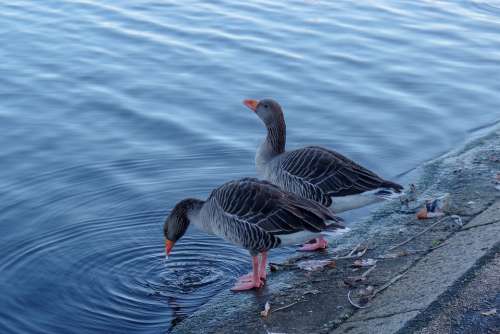 Water Birds Water Calm Geese