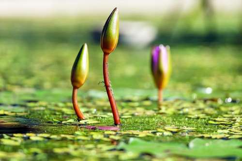 Water Lilies Bud Pond Green Water Botany Nature