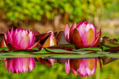 Water Lilies Flowers Bloom Nature Pond Blossom