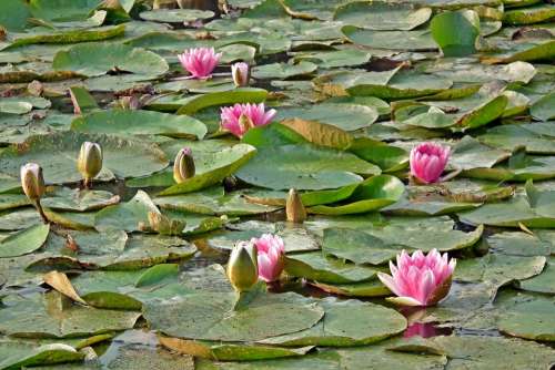 Water Lilies Nature Pond Water Lily Pink Closeup