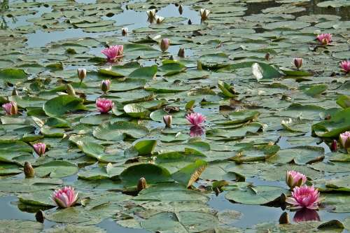 Water Lilies Flowers Pink Water Lily Nature