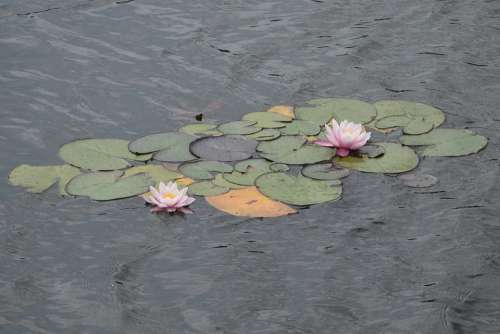 Water Lilies Flowers Water Pond Lake Foliage
