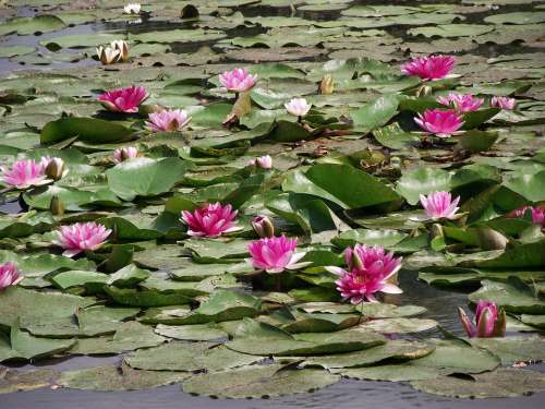 Water Lilies Flowers Flourishing Pond Nature