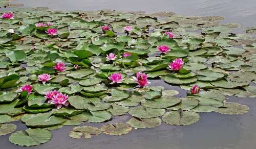 Water Lilies Water Lily Pink Nature Pond
