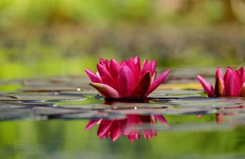 Water Lily Flower Blossom Bloom Bloom Red