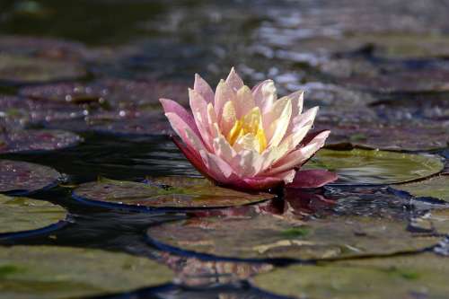 Water Lily Aquatic Plant Blossom Bloom Pond Water