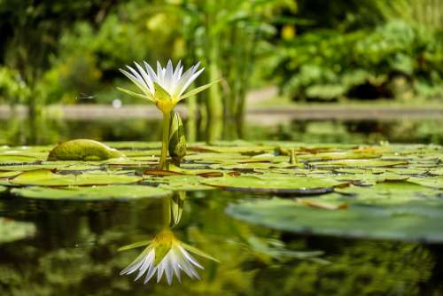 Water Lily Flower Bloom Pond Pond Plant