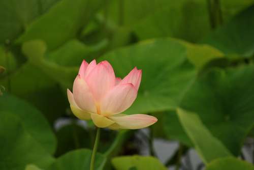 Water Lily Aquatic Plant Nature Nuphar Blossom