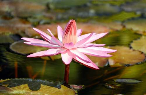 Water Lily Flower Aquatic Plant Pond Plant Blossom