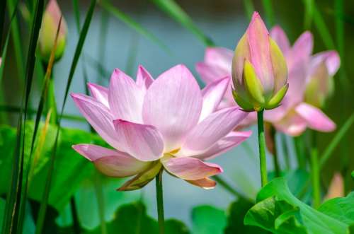 Water Lily Flower Nature Plant Spring Summer