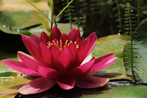 Water Lily Red Pond Flower Bloom Plant