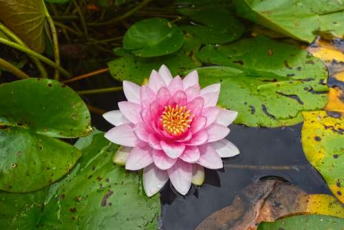 Water Lily Aquatic Herb Plant Flower Lily Pads
